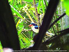 Image result for Paradise Kingfisher