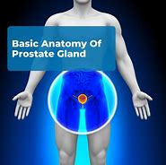 Image result for Prostate Parts