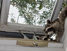 Image result for Raccoon Dangerous