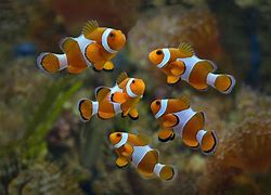 Image result for Clownfish Eyes