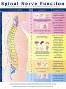 Image result for Spinal DIC Chart