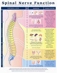 Image result for Spinal Nerve Function Chart