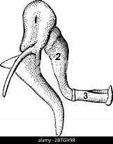 Image result for Ear Structure Hammer Stirrup Anvil