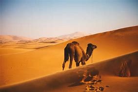 Image result for Wolves in Morocco