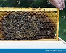 Image result for Honey Beekeeping