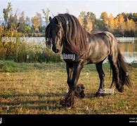 Image result for Horse Shinny Coat