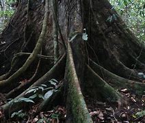 Image result for Pokok Kecil