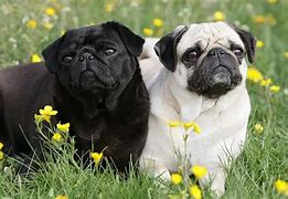 Image result for Thanksgiving Pug Black and White