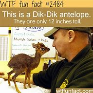 Image result for Dik Dik Eyes