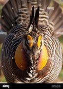 Image result for Heath Hen