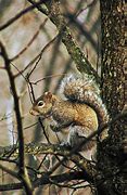 Image result for Sciuridae