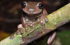 Image result for Real Frog