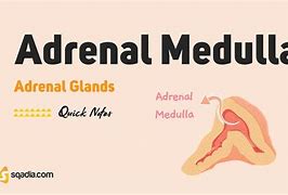 Image result for Adrenal Medulla