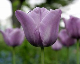 Image result for Blue Tulip Bulbs