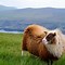 Image result for Icelandic Cow