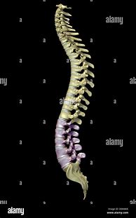 Image result for Lumbar Spine Side View