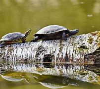 Image result for Turtles Hibernate