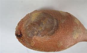 Image result for Sweet Potato Root Rot