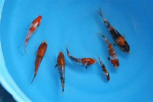 Image result for Baby Koi Fish