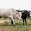 Image result for Stock Images Nguni Cattle