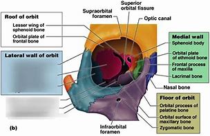 Image result for Orbital Bone Anatomy Model