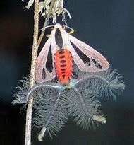 Image result for Creatonotos Gangis Moth