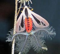 Image result for Creatonotos Gangis Yellow