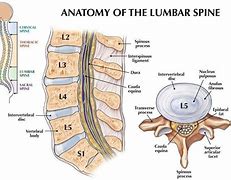 Image result for Spinal Nerves Lumbar Spine