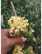 Image result for Asoka Kuning