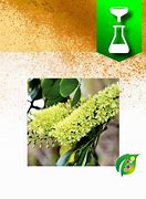 Image result for Logwood Extract