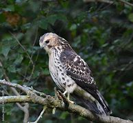 Image result for Buteo Platypterus