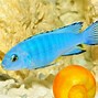 Image result for White Blue Fin Fish