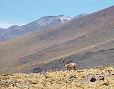 Image result for Desierto De Chile