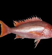 Image result for Ikan Kakap Kalimantan Barat