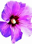 Image result for Purple Hibiscus Flower Clip Art