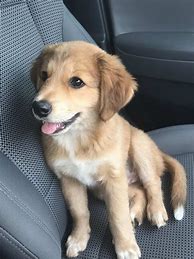 Image result for Shepherd Golden Retriever Mix Puppy