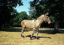 Image result for Arabian Mule