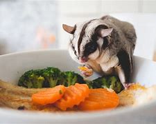 Image result for What Does Sugar Glider Eat