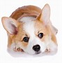 Image result for Corgi Puppy