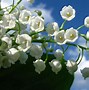 Image result for 10 Most Beautiful Flowers