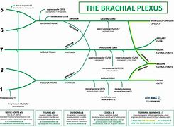 Image result for Brachial Plexus Roots