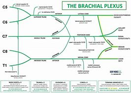 Image result for Flow Chart of Brachial Plexus