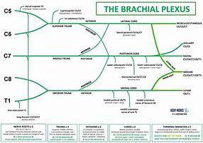 Image result for Brachial Plexus Innervation Chart