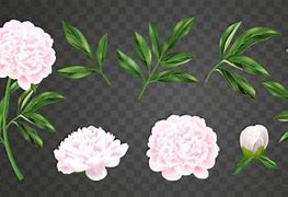 Image result for Peony Bush Vector