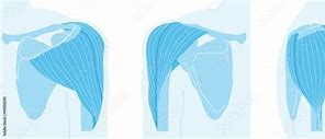 Image result for Shoulder Deltoid Anatomy