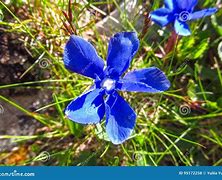 Image result for Natural Blue Flowers