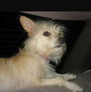 Image result for Wire Hair Terrier Chihuahua Mix