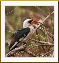 Image result for Von Der Decken's Hornbill