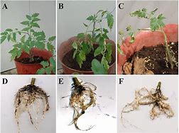 Image result for Root-Knot Nematode Tomato Roots