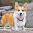 Image result for Corgi Playing